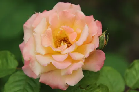 双色玫瑰花朵图片 双色玫瑰花朵图片