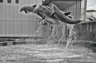 海豚表演黑白图片