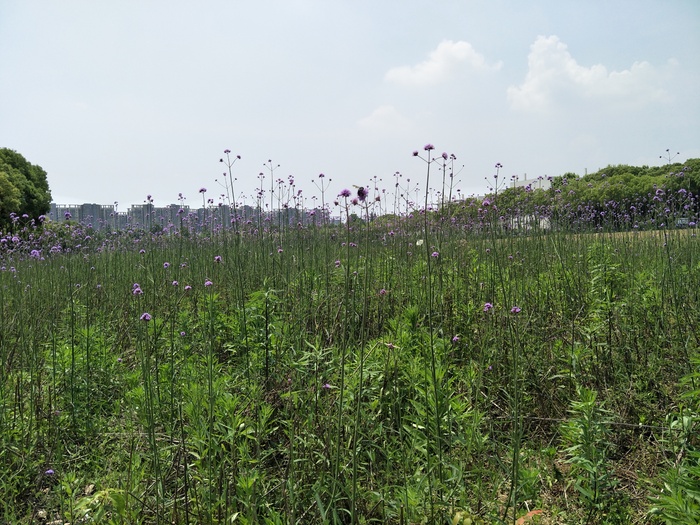 花儿真好看
