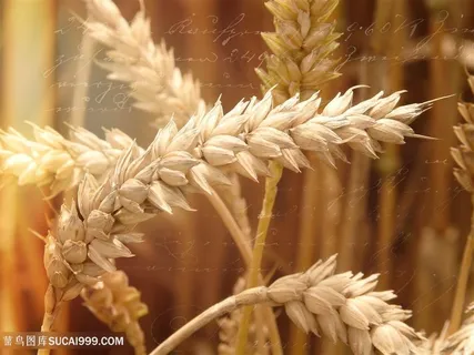 素食小麦图片