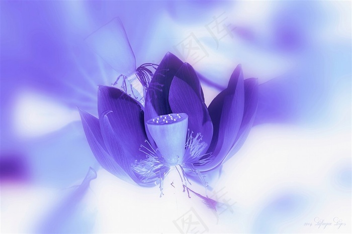 唯美鲜花高清摄影图片