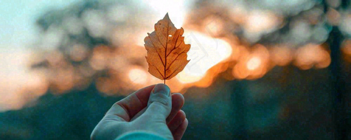 秋天手拿秋叶落日光照，温馨特写，立秋秋分摄影图