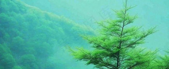 绿色树冠，绿色森林山脉，春天摄影图(1712x704)