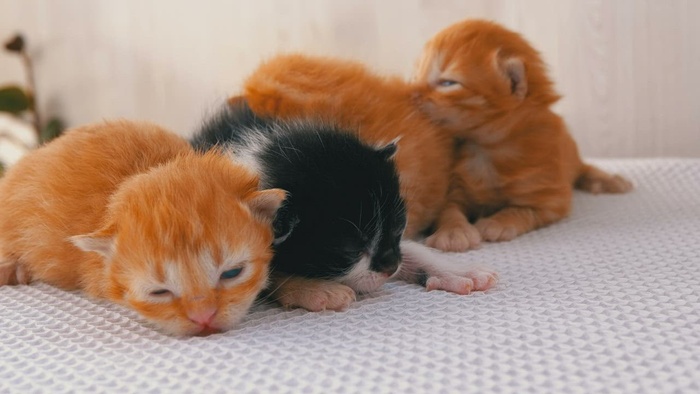 可爱的新生小猫