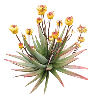 高清树木素材 免抠PSD植物素材 美术绘画园林贴图 树草灌木花草