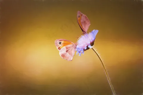 两只蝴蝶图片 两只蝴蝶图片