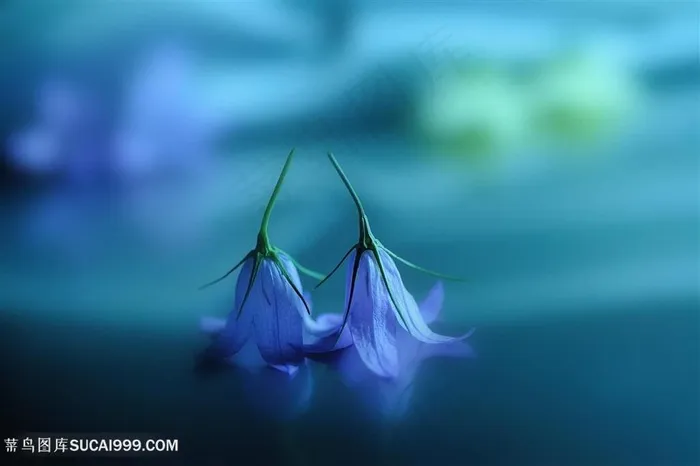 高清唯美两朵紫色鲜花图片