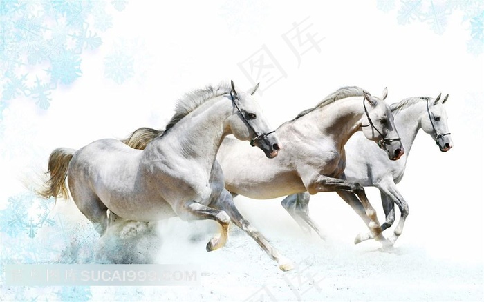 三匹白色奔腾的骏马图片欣赏