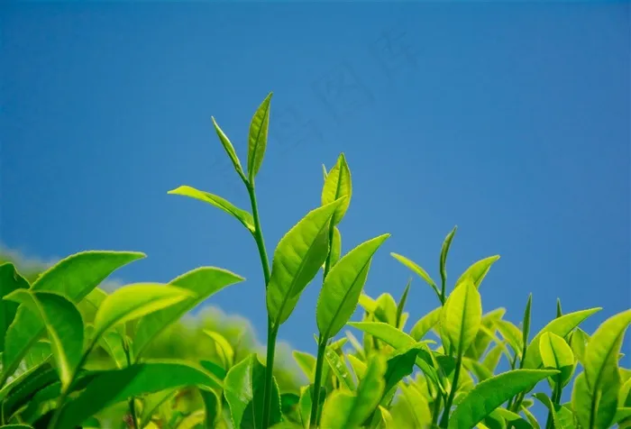 嫩绿色的茶叶植物微距摄影