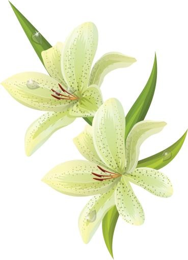 百合花免抠(4333x6006)