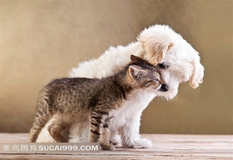 宠物系列 - 亲密的小猫小狗