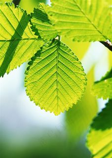 森林树木美丽风景jpg素材