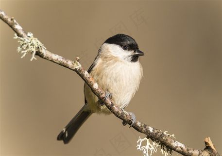 树枝上的一只褐头山雀摄影高清图片