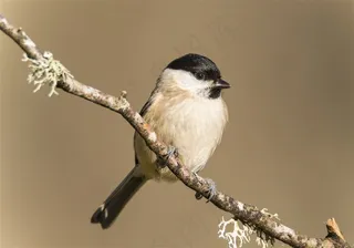 树枝上的一只褐头山雀摄影高清图片
