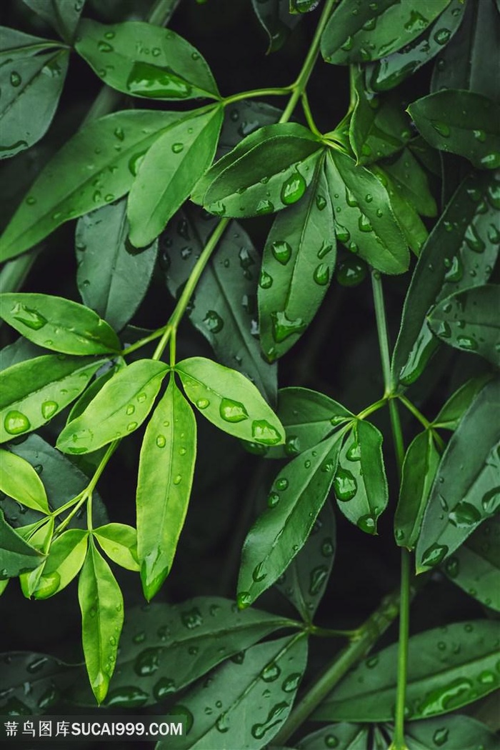 高清绿色叶子图片