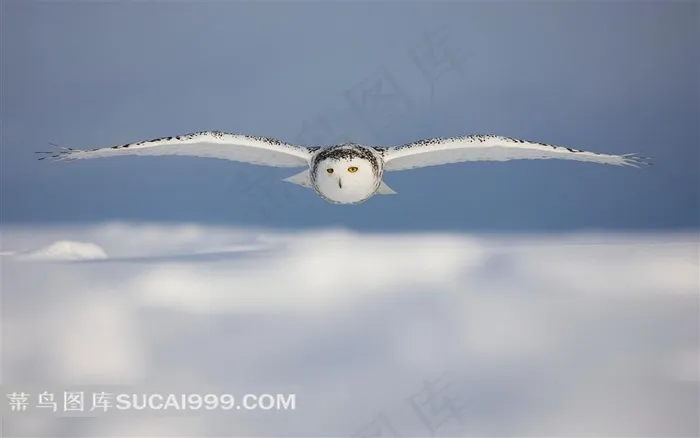 展翅飞翔的雪鸮