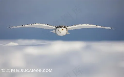 展翅飞翔的雪鸮 展翅飞翔的雪鸮