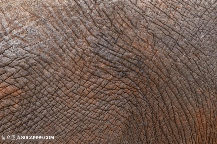 大象皮肤纹理特写