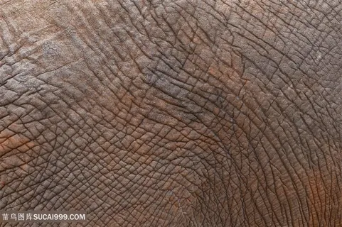 大象皮肤纹理特写