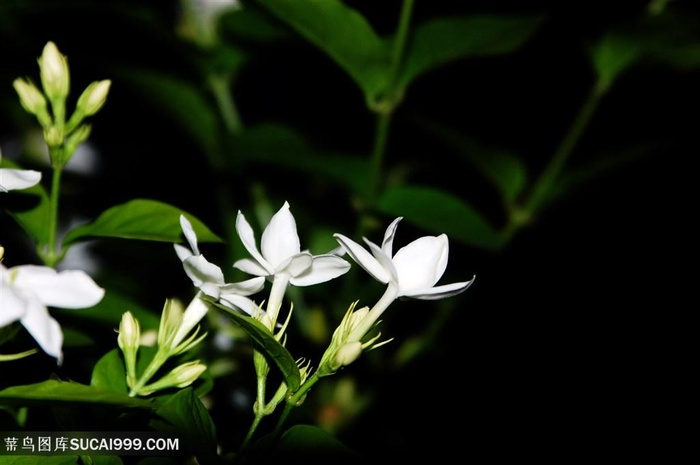 唯美阳光下盛开的茉莉花图片