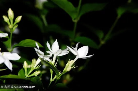 唯美阳光下盛开的茉莉花图片 唯美阳光下盛开的茉莉花图片