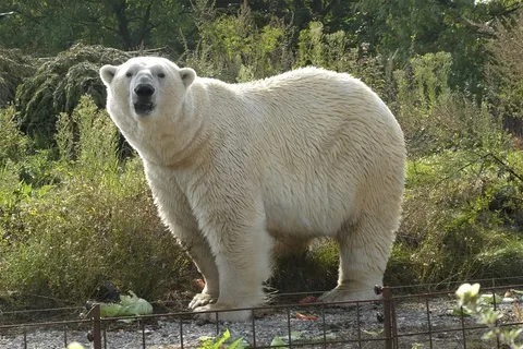 冬天北极熊背景风景
