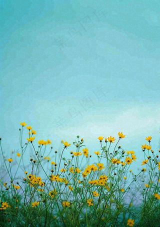 春天黄色的小花，春风，春分，油菜花