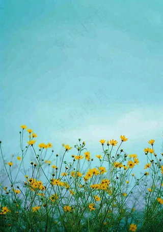 春天黄色的小花，春风，春分，油菜花