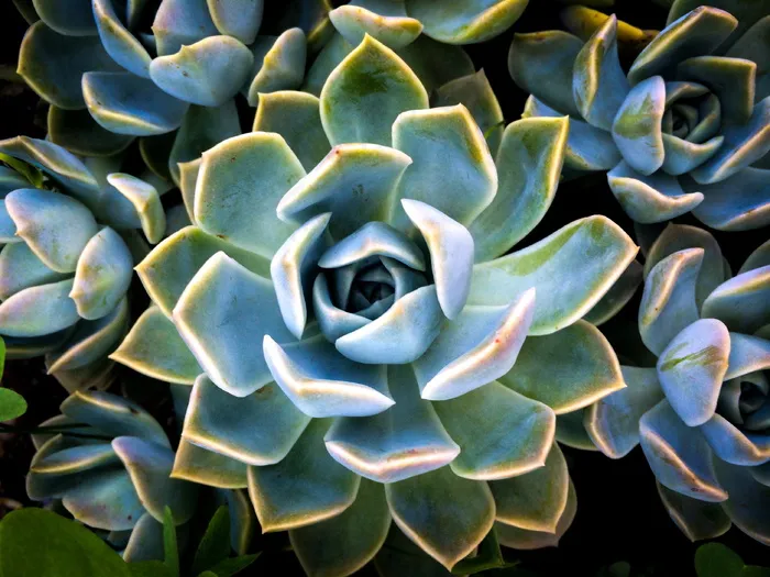 冬美人多肉植物图片
