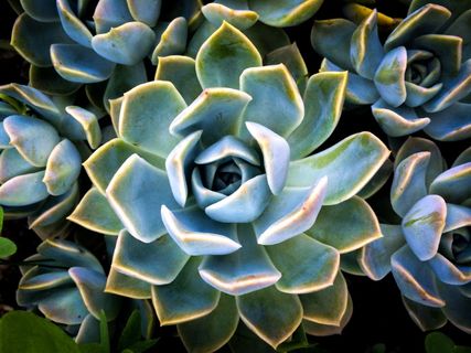 冬美人多肉植物图片 冬美人多肉植物图片