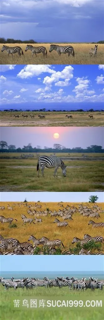 草原斑马群摄影壁纸素材