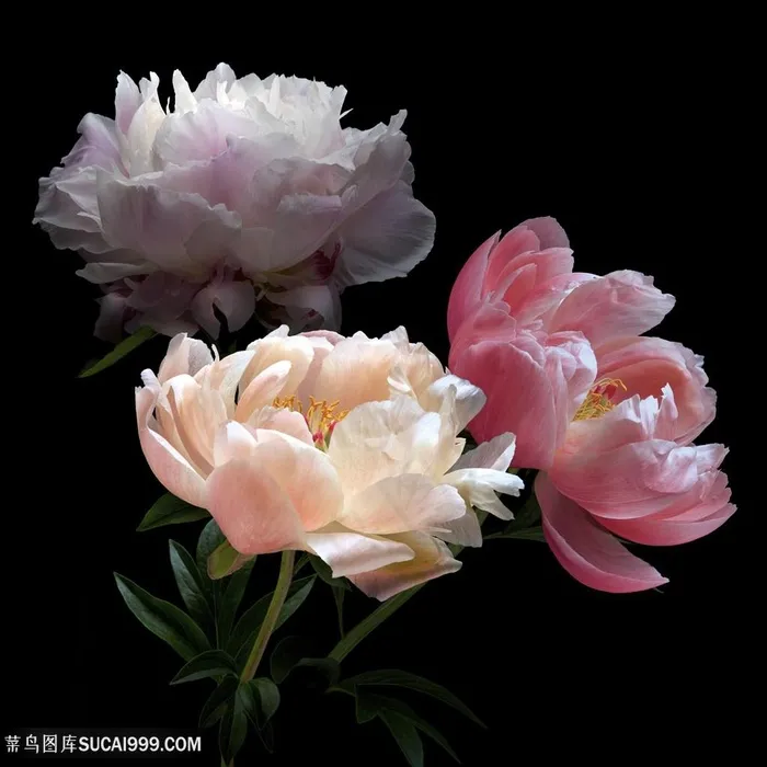 超高清粉色紫色芍药鲜花图片