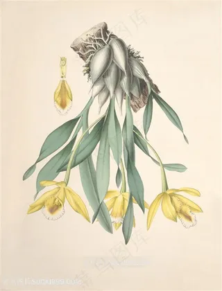 手绘高清兰花复古插画