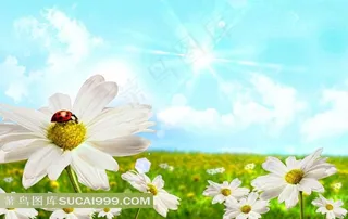 高清天空花朵背景