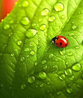 春天夏天七星瓢虫动物昆虫在绿叶上，谷雨立夏夏至小暑摄影图