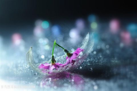 唯美鲜花树叶高清摄影图片