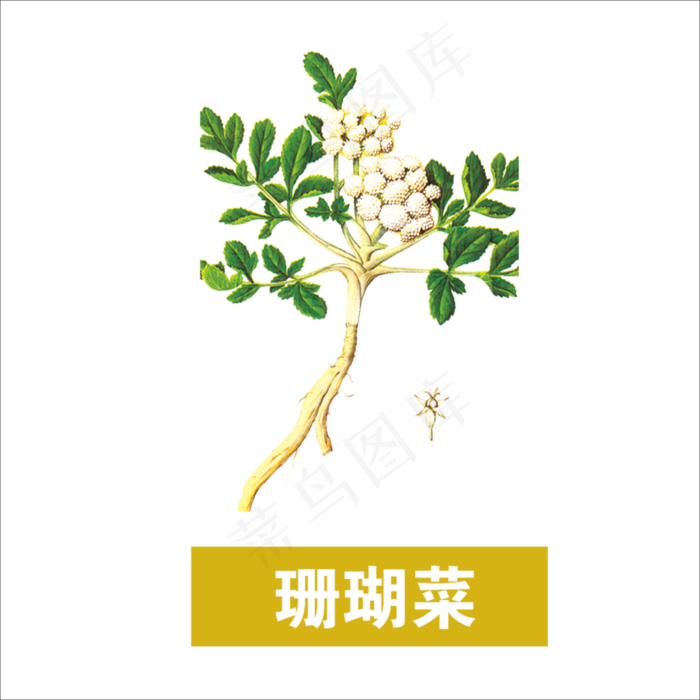 手绘草本中药药材珊瑚菜