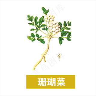 手绘草本中药药材珊瑚菜