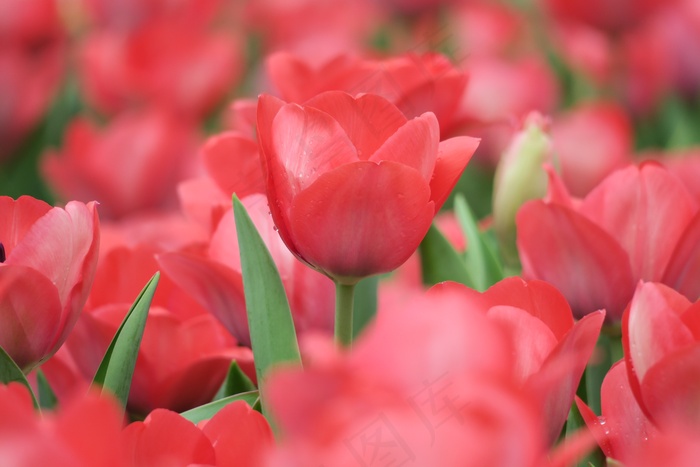 红色郁金香花背景图片