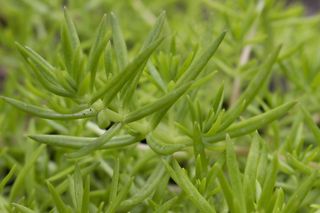 绿色植物叶子背景图片