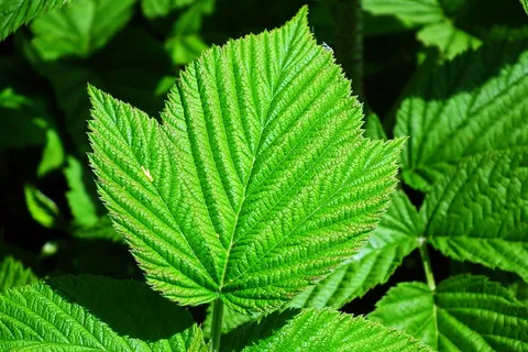 覆盆子绿叶图片