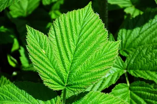 覆盆子绿叶图片