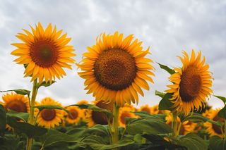 黄色向日葵摄影素材