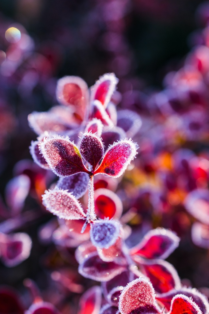 冬天 雪 植物 红色的 寒冷的 自然