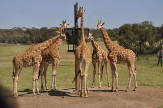 动物园长颈鹿进食图片