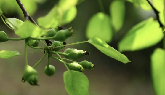 绿色花骨朵背景素材