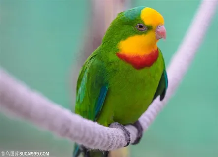 鹦鹉特写宠物美图素材 鹦鹉特写宠物美图素材