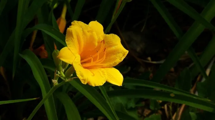 鲜花系列萱草花图片