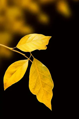 秋天落叶秋叶黄色背景