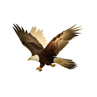 老鹰鸟动物免抠